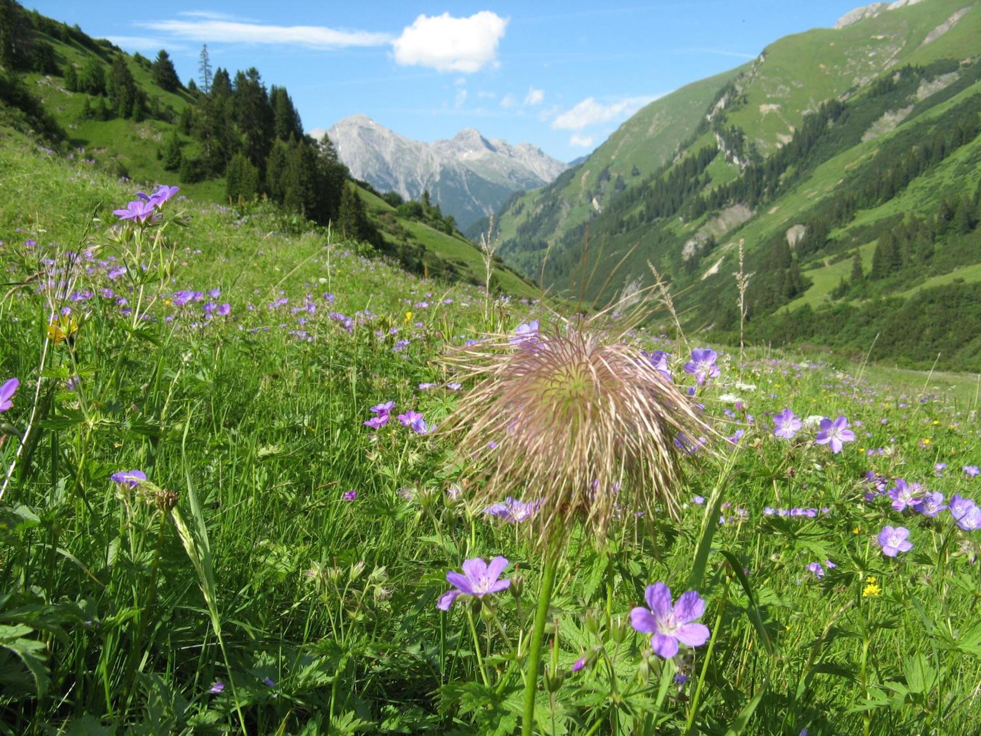 Ferienwohnungen Schlichtherle Bach  Buitenkant foto